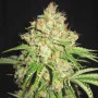 Cannabis seed variety Auto White Russian (Auto F*cking Dead Russian) Feminised Silver