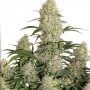 Cannabis seed variety Auto White Russian (Auto F*cking Dead Russian) Feminised Silver