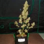 Сорт семян каннабиса Auto White Russian