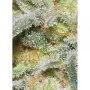 Семена конопли AUTO WHITE WIDOW® от Dutch Passion