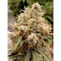 Семена конопли AUTO WHITE WIDOW® от Dutch Passion