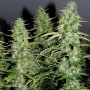 Семена конопли AUTO WHITE WIDOW® от Dutch Passion