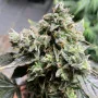 Cannabis seed variety Auto White Widow XL Feminised Silver
