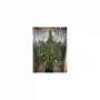 Cannabis seeds AUTO XTREME® from Dutch Passion