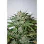 Cannabis seeds AUTO XTREME® from Dutch Passion