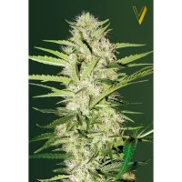 Auto ULTRA POWER PLANT