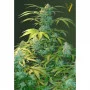 Семена конопли  Auto HEAVEN oт Victory Seeds