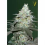 Семена конопли Auto ORIGINAL BERRY oт Victory Seeds