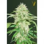 Семена конопли Auto SUPER MAZAR oт Victory Seeds