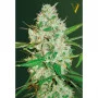 Семена конопли Auto RED RUSSIAN XXL oт Victory Seeds