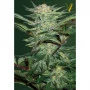Семена конопли Auto WHITE WIDOW oт Victory Seeds