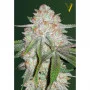 Семена конопли Auto CHOCODOPE  oт Victory Seeds