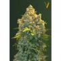 Насіння конопель CHRONIC MONSTER XXL від Victory Seeds