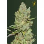 Cannabis seeds Auto CRITICAL from Victory Seeds