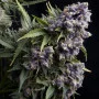 Cannabis seed variety Auto Purple Feminised Gold