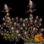 Семена конопли  AYAHUASCA PURPLE от Barney's Farm