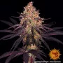 Семена конопли  AYAHUASCA PURPLE от Barney's Farm