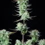 Cannabis seeds STRAWBERRY BANANA Auto from Fast Buds