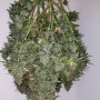 Насіння конопель STARDAWG Auto від Fast Buds