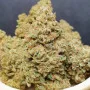 Cannabis seeds Wedding GLUE Auto from Fast Buds