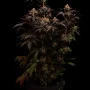 Насіння конопель BISCOTTI GELATO™ від Fast Buds