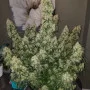 Насіння конопель PINEAPPLE EXPRESS Auto від Fast Buds