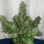 Насіння конопель Original AUTO CHEESE від Fast Buds