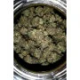 Насіння конопель GG4 ™ (Gorilla Glue) від Fast Buds
