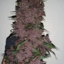 Семена конопли PURPLE LEMONADE Auto от Fast Buds