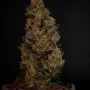 Насіння конопель RAINBOW MELON ™ від Fast Buds