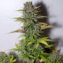 Семена конопли G14 Auto от Fast Buds