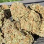 Cannabis seeds Wedding GLUE Auto from Fast Buds