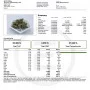 Cannabis seeds GORILLA COOKIES Auto from Fast Buds