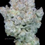 Cannabis seeds STRAWBERRY BANANA Auto from Fast Buds