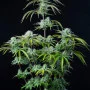 Cannabis seeds STRAWBERRY BANANA Auto from Fast Buds