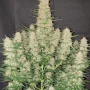Насіння конопель GORILLA Auto (GORILLA GLUE Auto) від Fast Buds