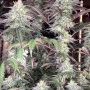 Насіння конопель PAPAYA SHERBET ™ від Fast Buds
