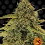 Семена конопли BAD AZZ KUSH от Barney's Farm