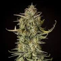Сорт насіння канабісу Banana Sherbet Feminised Silver