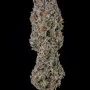 Cannabis seeds STRAWBERRY PIE Auto from Fast Buds