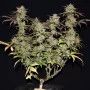 Cannabis seeds SMOOTHIE Auto from Fast Buds
