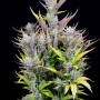 Cannabis seeds Wedding GLUE Auto from Fast Buds