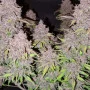 Cannabis seeds LSD-25 Auto from Fast Buds