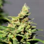 Сорт семян каннабиса BCN Diesel CBD от Kannabia Seeds