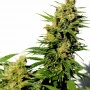 Сорт семян каннабиса BCN Diesel CBD от Kannabia Seeds
