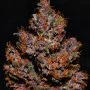 Cannabis seeds CRYSTAL METH Auto from Fast Buds