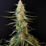 Насіння конопель Original SOUR DIESEL Auto від Fast Buds