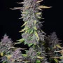 Насіння конопель PURPLE PUNCH Auto від Fast Buds