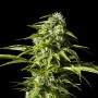 Cannabis seed variety Big Bull