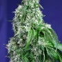 Семена конопли BIG DEVIL F1 FAST VERSION® от Sweet Seeds